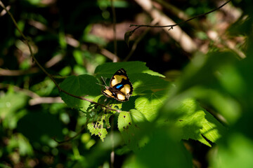 Yellow Pansy butterfly - Junonia hierta on green leaf in a forest in  Laos
