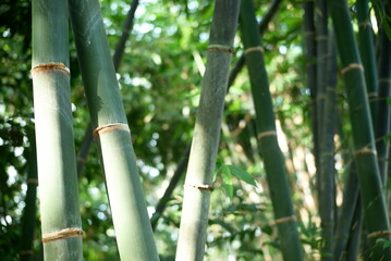 selective focus bamboo tree forest