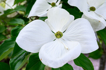 Fototapeta na wymiar Closeup of interesting white dogwood flower blooming in a spring garden, as a nature background 