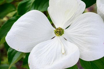 Closeup of interesting white dogwood flower blooming in a spring garden, as a nature background
