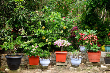 backyard garden with plants and flowers in the pot