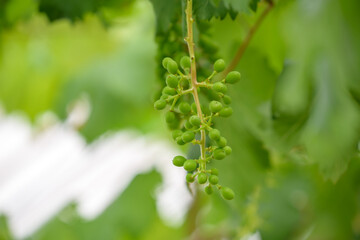 Young fruits of the grape, on the branch