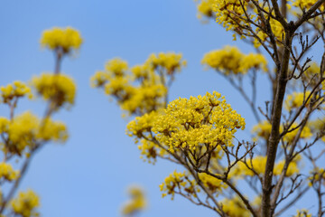 Yellow flower of cornus officinalis,  Japanese cornelian cherry