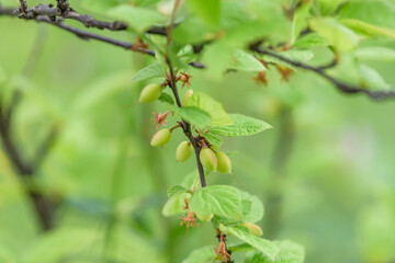 Young fruits of Nanking cherry fruits, on the branch