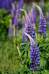Beautiful blue-purple lupine wildflowers blooming in a meadow, as a nature background
