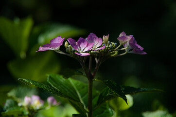 pink hydrangea flower