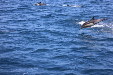 dolphin jumping 