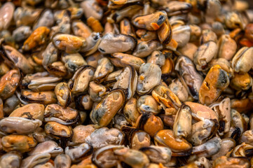 Lots of peeled mussels. Abstract background