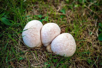 Marburia growing on the grass after rain