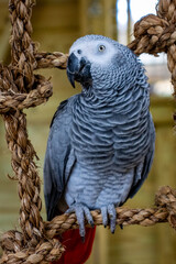 A grey parrot (Psittacus erithacus), also known as the Congo grey parrot, Congo African grey parrot or African grey parrot perched on a rope
