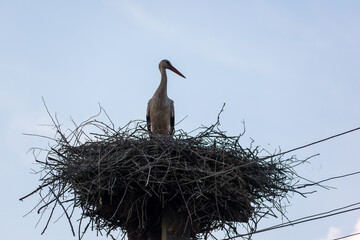 The stork is sitting on a pole in its nest.