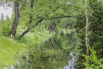 Magnificent pageage reflection of trees in the water in the flood zone, the tops of young pines sticking out of the water