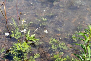 White flowers of a field anemone covered with water in the coastal zone during high water, flowers under water
