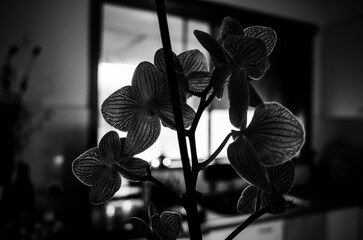 black and white orchid