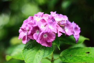 ピンク色のアジサイ