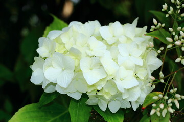 南天のつぼみと白色の紫陽花