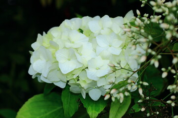 南天のつぼみと白色の紫陽花