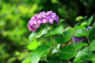 紫色の紫陽花