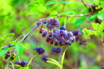 山の森林に咲くムラサキシキブの風景2