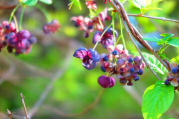 山の森林に咲くムラサキシキブの風景1