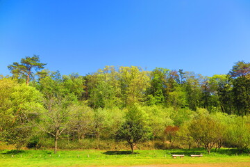 六道山公園の青空と緑の風景1