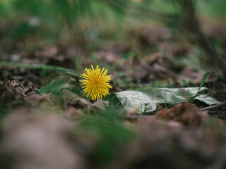 Yellow dandelion flower in green grass with wild yellow flowers, selective focus, spring meadow. White dandelion with blurred background