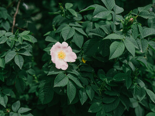 pink flower on green bush. Spring freshness. Drown in greenery. Spring mood.