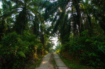 Obraz premium road in the forest