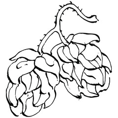 Hop plant hand drawing vintage clip art. Humulus logo or tattoo highly detailed in line art style concept. Black and white isolated. Antique vintage engraving illustration for emblem