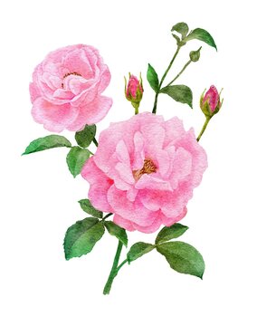 ダマスクバラ 葉っぱ 蕾 花 水彩画 イラスト Stock Illustration Adobe Stock