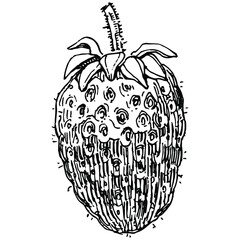 Berries by hand drawing. Strawberry logo or tattoo highly detailed in line art style concept. Black and white clip art isolated. Antique vintage engraving illustration for emblem. Herbal medicine.