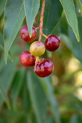Purunus salicifolia, mexican tree which provide a berry called capulin