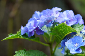 紫陽花のクローズアップ写真