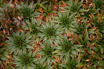 Detalle de planta de páramo 