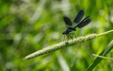 Calopteryx virgo, aka Beautiful demoiselle sitting on a timothy grass. Interesting dragonfly animal insect creature from Finnish nature waiting for wind. 