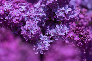 Beautiful purple lilac flowers.