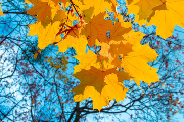 Yellow maple autumn leaves against the sky.