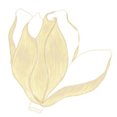 Opening flower bud, magnolia illustration in gold color with hatching isolated element