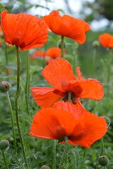 Early summer is poppy blossom time in Ukraine. View of red poppies.