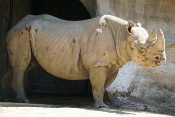 Naklejka premium A black Rhinoceros standing on the ground