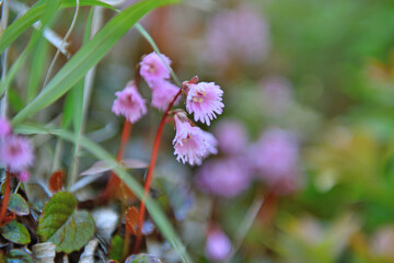 九重山（久住山・中岳）登山「イワカガミ」