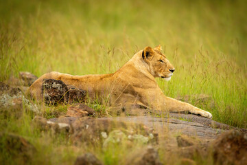 Lioness lies on rocks in long grass