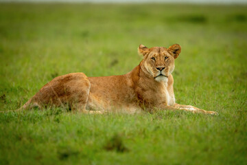 Lioness lies on grass watching camera