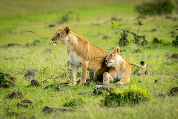 Lioness lies nuzzling another in savannah
