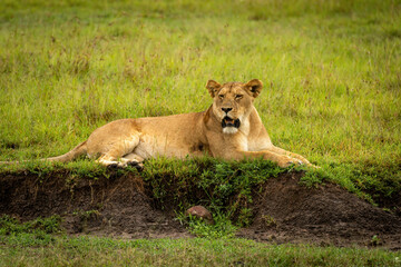 Lioness lies on bank with open mouth