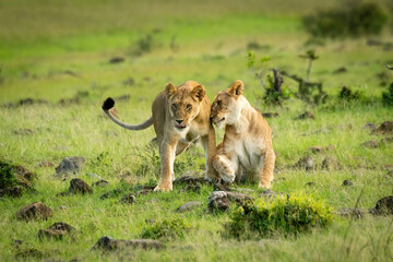 Lioness lies nuzzling another in grassland