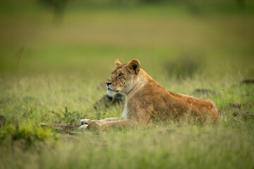 Lioness lies in short grass facing left