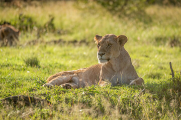 Naklejka premium Lioness lies backlit in grass facing left