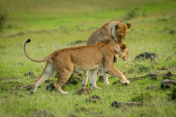 Lioness grabs another walking past in grassland
