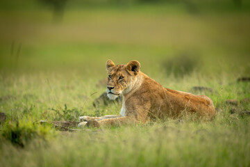 Lioness lies facing left in short grass